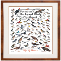 Bird Identification Wall Posters & Calendars
